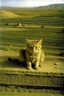 Placeholder: Portrait of a cat by Van Gogh