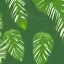 Placeholder: a tropical climbing plant with three leaves growing upwards, each leaf is fully visible, vector style