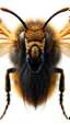 Placeholder: Bee front view with human look face and long hair and beard looks like an ancient Sumerian gods
