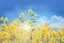 Placeholder: blue sky for top half, across Middle is canola flowers with canola stems branches and leaves below, realistic