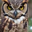 Placeholder: great horned owl (Bubo virginianus) with a small, toothless beak, red eye markings, dark brown body feathers and purple chest feathers with shuriken markings resembling a ninja's vest. The tips of its brow feathers as well as its claws are purple while its tail feathers and the markings on the ends of its wings are red.