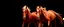 Placeholder: 2 horses running towards the viewer, the left side horse veering to the left, the right side horse going to the right. red tones, black background