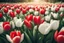 Placeholder: photorealistic red tulips above and white tulips down in flowergarden, soft lighting, sharp focus, rough edges in sunshine