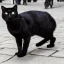 Placeholder: A black cat on two legs in Paris