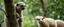 Placeholder: close up on member of sloth monkey sheep flock climbing trees