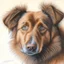 Placeholder: Colored pencil drawing. Portrait, realistic, dog, fur texture.