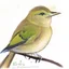 Placeholder: Portrait of a chiffchaff with art markers