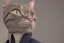 Placeholder: cat in a business suit