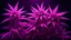 Placeholder: Purple marijuana plants in colored pink neon light on dark background. Purple Cannabis Background Banner with empty space for text. Beautiful aesthetic medical hemp