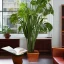 Placeholder:  mahogany table lush house plants in pots looking out of a window to a crowded city with many textbooks on the table