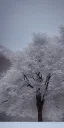 Placeholder: photograph of tree in the snow, landscape photography