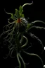 Placeholder: nervous ganglion made of dark plant matter