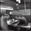 Placeholder: Photo of otters having coffee in a diner 1920s