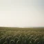 Placeholder: Melancholic, ultra-realistic photograph of a vast field swaying gently in the wind, delicate green stalks moving like waves, soft light of a clean sky, subtle haze in the distance, a lonely river glimmers faintly between the fields, atmosphere of quiet sadness and timeless beauty, cinematic, hyper-detailed, emotional and mesmerizing