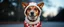 Placeholder: dog in dog custume