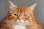 Placeholder: Grumpy ginger tabby cat