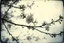 Placeholder: Melancholic, ultra-realistic vintage polaroid photograph of a blossoming branches of an apple tree, soft light of a cloudy sky, atmosphere of quiet sadness and timeless beauty, cinematic, hyper-detailed, emotional and mesmerizing, bloom, lo-fi