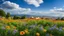 Placeholder: desktop wallpaper ,Turkey istanbul ,country side ,wild flowers,blue sky nice clouds,