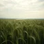 Placeholder: Melancholic, ultra-realistic photograph of a vast barley field swaying gently in the wind, delicate green stalks moving like waves, soft light of a cloudy sky, subtle haze in the distance, a lonely river glimmers faintly between the fields, atmosphere of quiet sadness and timeless beauty, cinematic, hyper-detailed, emotional and mesmerizing