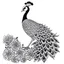 Placeholder: white, A peacock and rose, line art, white background, outline, with images neatly contained within the background, just black and white color, full body, no color. Front view. Aest4tic