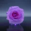 Placeholder: Crystal Rose