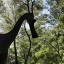 Placeholder: brachiosaurus eating leaves