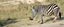 Placeholder: rhino zebra