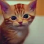 Placeholder: Communist ginger kitten