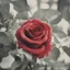 Placeholder: Red rose in the 1970s, old analog photography with white,