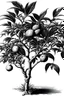 Placeholder: Tangerine tree, tangerine fruit, leaf, black white drawing, perspective,