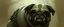 Placeholder: pug orc