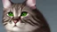 Placeholder: sassy cat see you