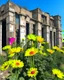 Placeholder: flowers of peace blooming on damaged building in war torn city