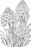 Placeholder: outline art for Spring: Hyacinths , White background. sketch style, clean line art, white background, no shadow and clear. White/black