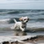 Placeholder: a white small dog in the sea