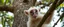 Placeholder: close up on member of monkey goat flock climbing trees