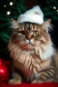 Placeholder: Christmas cat
