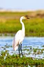 Placeholder: The Great Egret: A majestic great egret standing gracefully in a serene wetland, inspired by Audubon’s detailed observations and artistic style.