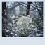 Placeholder: Gypsophila flower in the snowl, polaroid