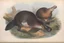 Placeholder: John James Audubon-like illustration of a fully uncropped Dodo bird and a Platypus in a chinoiserie landscape of warm yellows, warm reds, and warm blues