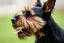 Placeholder: side of head nose mouth and eyes of a Scottish terrier coming up from the side-bottom, mouth open biting
