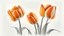 Placeholder: Realistic drawing of orange tulips, white background.