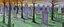 Placeholder: A light purple haunted graveyard painted by Edvard Munch