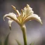 Placeholder: Royal Lily, close-up, side lighting, blurred background