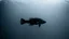 Placeholder: dark and mysterious, A top-down view of a Salamanderfish gliding through calm waters, with reflections on the surface creating a captivating scene, showcasing its elegant hairtail., dark shadows and fog, blurred, neo-expressionism