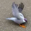 Placeholder: Peace pigeon