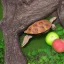 Placeholder: turtle and apple tree