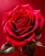 Placeholder: Deep red rose, red background