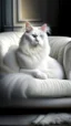 Placeholder: White cat, sitting on a sofa hdr