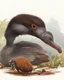 Placeholder: John James Audubon-like illustration of a fully uncropped Dodo bird and a Platypus in a landscape of warm yellows, warm reds, and warm blues